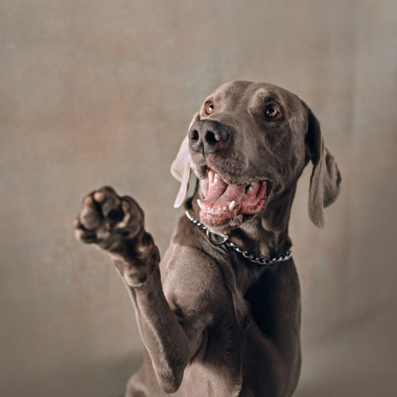 Fröhlicher grauer Hund mit glänzendem Fell hebt spielerisch die Pfote, trägt Halskette mit Gliederkette, vor neutralem Hintergrund – emotionales Markenbild von Fraeulein Matilda für hochwertige Hundezubehör-Kollektionen.
