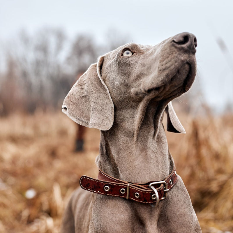 Ein silbergrauer Weimaraner mit auffällig hellen Augen blickt aufmerksam nach oben. Der Hund trägt ein braunes Lederhalsband mit Metallschnalle. Im Hintergrund ist eine herbstlich wirkende Landschaft mit trockenen Gräsern und kahlen Bäumen zu sehen – eine stimmungsvolle Naturaufnahme.