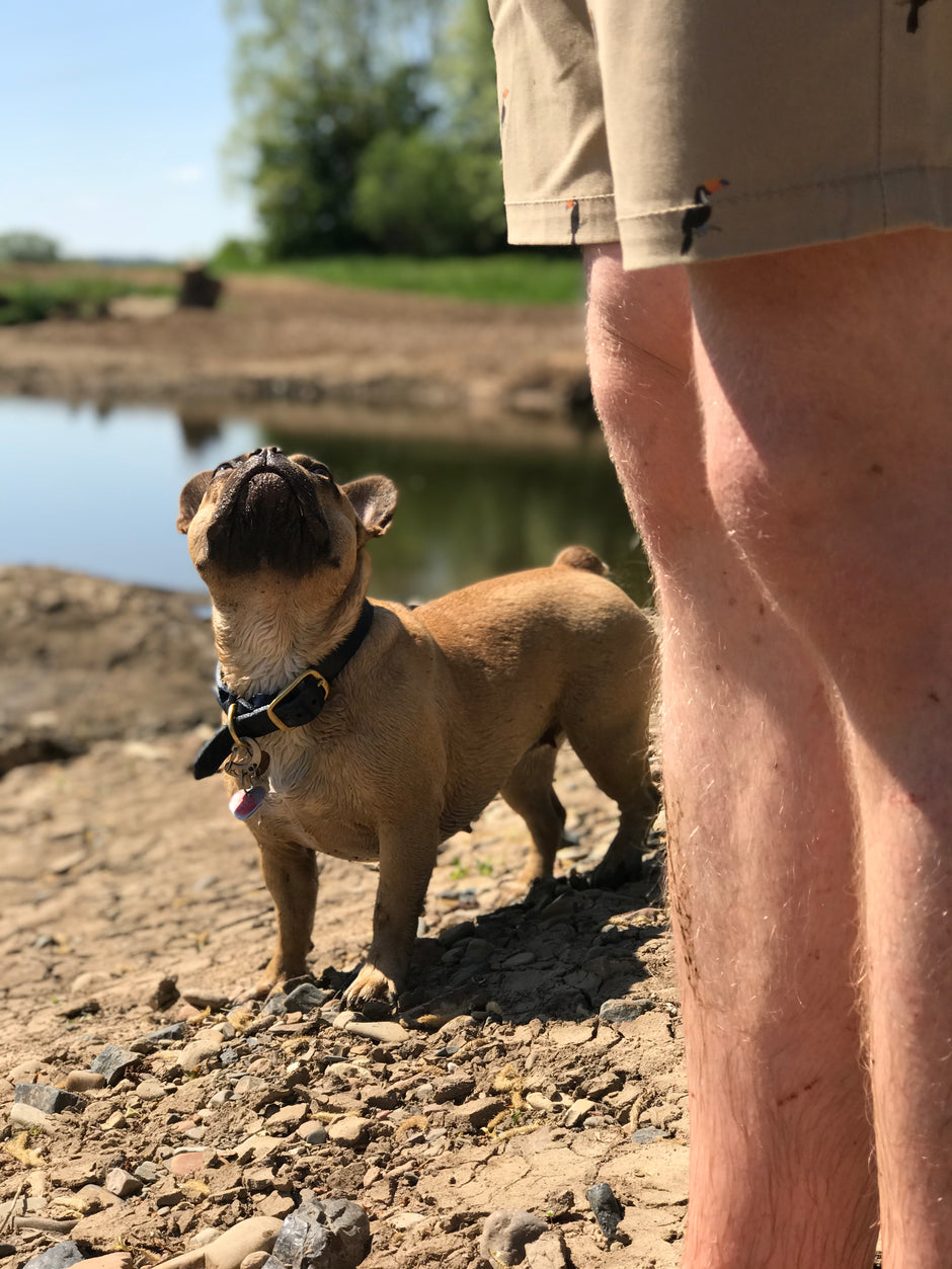 Eine Französische Bulldogge steht auf einem steinigen Uferweg und blickt aufmerksam zu einer Person in beigen Shorts auf. Im Hintergrund ist ein ruhiger Wasserlauf zu sehen, umgeben von grünem Ufer und Bäumen – eine sommerliche Szene voller Nähe und Vertrauen.