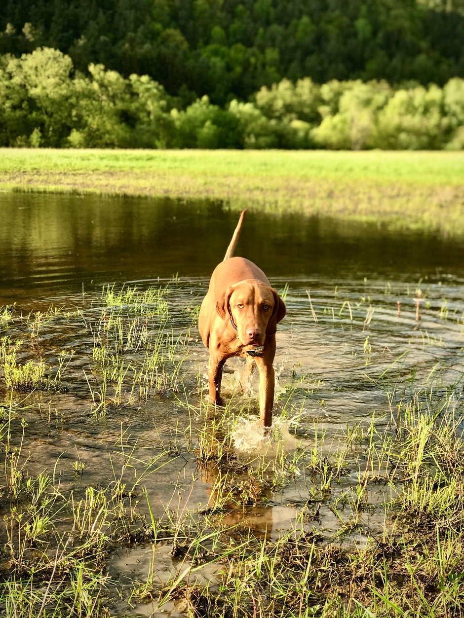 Ein Magyar Vizsla läuft durch ein seichtes Gewässer auf einer überschwemmten Wiese. Umgeben von grünem Gras und mit einem Wald im Hintergrund wirkt die Szene lebendig und naturverbunden – ein Moment voller Bewegung und Freude in der freien Natur.