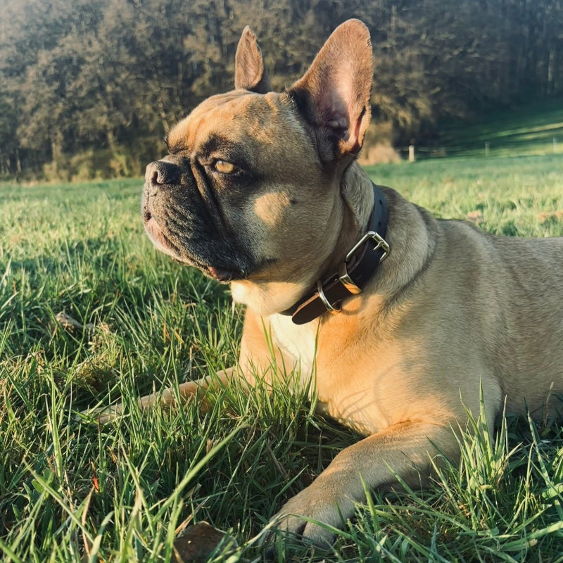 Französische Bulldogge liegt aufmerksam auf einer grünen Wiese im Abendlicht, trägt breites Echtleder-Halsband mit goldener Schnalle von Fraeulein Matilda – hochwertiges, natürliches Hundezubehör mit Stil.