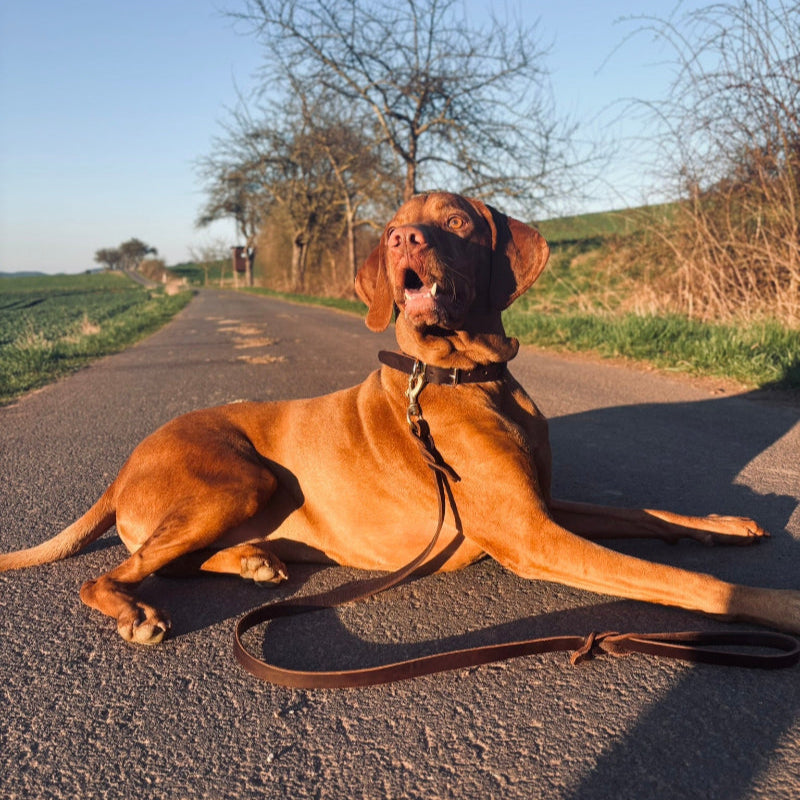 Ein Magyar Vizsla liegt aufmerksam auf einem Landweg und trägt das Echtleder-Halsband und die geflochtene Leine „Friedrich“ von Fraeulein Matilda