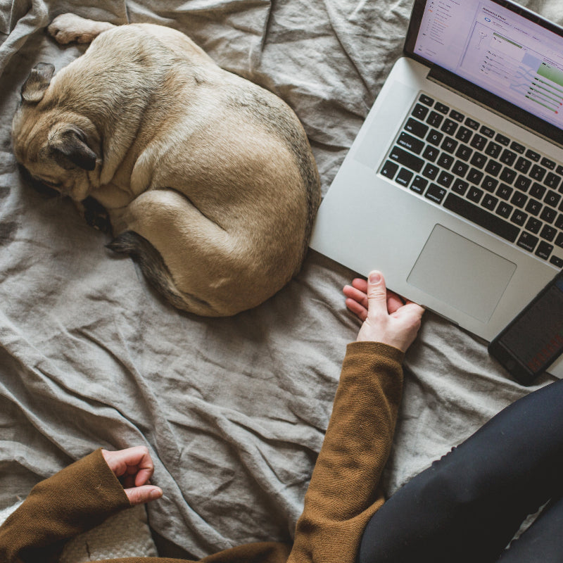 Schlafender Mops liegt eingerollt auf grauer Bettdecke neben geöffnetem Laptop und Hand einer Person in braunem Pullover – gemütliche Home-Office-Szene mit Hund, die Nähe, Ruhe und Alltag verbindet.