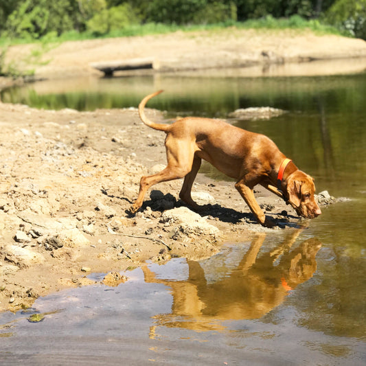Wenn’s heiß wird – so kühlen wir unsere Hunde durch den Sommer
