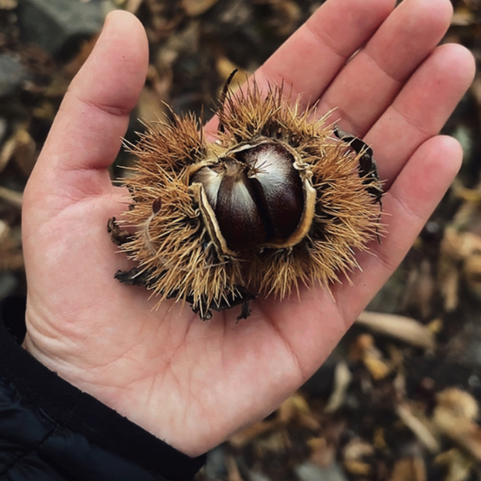 Wie der Herbst bei uns wohnt – Eine Hommage an Rost, Gold und Erde