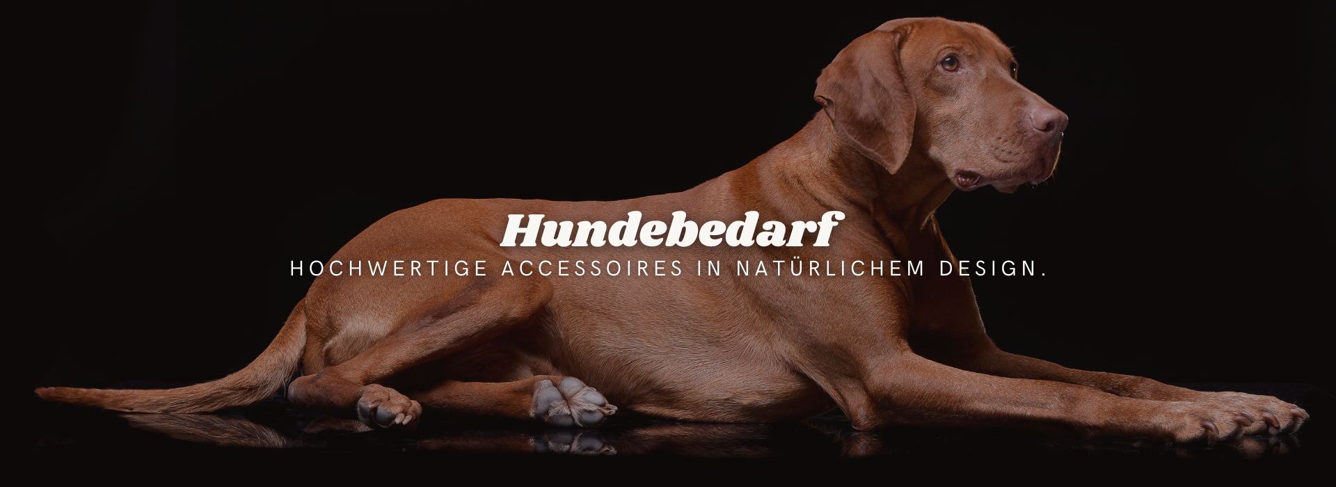 Magyar Vizsla Hund liegt auf schwarzem Untergrund, daneben Text „Hundebedarf – Hochwertige Accessoires in natürlichem Design“, Hero-Bild von Fraeulein Matilda für natürliche Hundeleinen, Halsbänder und stilvolles Zubehör.
