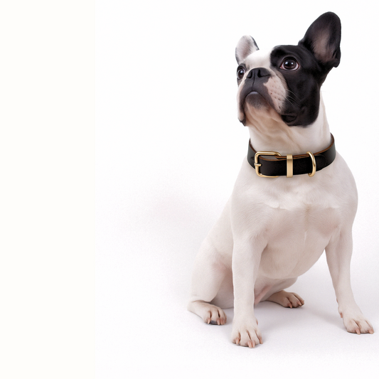 “Friedrich” – genuine leather collar in brown